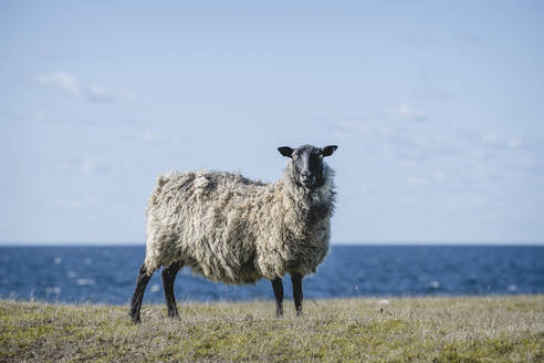 Schweden, Oland, Ottenby, Porträt eines an der Küste stehenden Schafes - KEBF02571