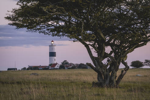 Schweden, Oland, Ottenby, Einzelner Baum mit Dorf und Lange Jan Leuchtturm im Hintergrund - KEBF02574