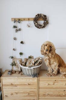 Cocker spaniel dog sitting by advent calendar basket at home - SSYF00065