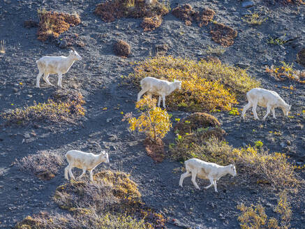 Eine kleine Gruppe von Dall-Schafen (Ovis dalli) weidet an einem Berghang im Denali-Nationalpark, Alaska, Vereinigte Staaten von Amerika, Nordamerika - RHPLF23424