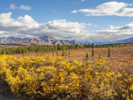 Herbstfarbenwechsel unter den Bäumen und Sträuchern im Denali National Park, Alaska, Vereinigte Staaten von Amerika, Nordamerika - RHPLF23427