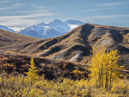 Schneebedeckte Berge und Herbstfarbenwechsel unter den Sträuchern und Bäumen, Denali National Park, Alaska, Vereinigte Staaten von Amerika, Nordamerika - RHPLF23431