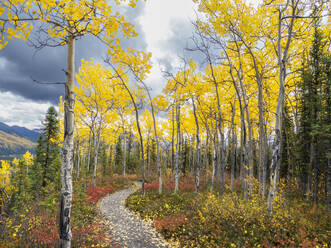 Herbstfarbenwechsel unter den Bäumen und Sträuchern auf dem Rock Creek Trail im Denali National Park, Alaska, Vereinigte Staaten von Amerika, Nordamerika - RHPLF23433