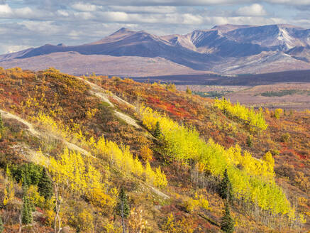 Herbstfarbenwechsel unter den Bäumen und Sträuchern im Denali National Park, Alaska, Vereinigte Staaten von Amerika, Nordamerika - RHPLF23434