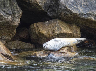 Eine ausgewachsene Hafenrobbe (Phoca vitulina), die sich auf den Felsen im Kenai Fjords National Park, Alaska, Vereinigte Staaten von Amerika, Nordamerika, niedergelassen hat - RHPLF23436