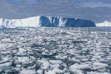 Riesige Eisberge aus dem Ilulissat-Eisfjord, gestrandet auf einer ehemaligen Endmoräne in Ilulissat, Grönland, Dänemark, Polarregionen - RHPLF23444