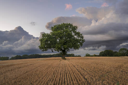 Einzelner Baum in gepflügtem Feld mit dramatischem Himmel, Congleton, Cheshire, England, Vereinigtes Königreich, Europa - RHPLF23497