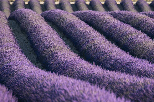 Lavendelreihen in einem Feld, Plateau de Valensole, Provence, Frankreich, Europa - RHPLF23500