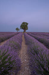 Zwei Bäume am Ende eines Lavendelfeldes in der Abenddämmerung, Plateau de Valensole, Provence, Frankreich, Europa - RHPLF23501