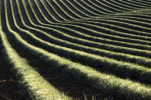 Geernteter Lavendel, geschwungene Linien auf einem Feld, Plateau de Valensole, Provence, Frankreich, Europa - RHPLF23502