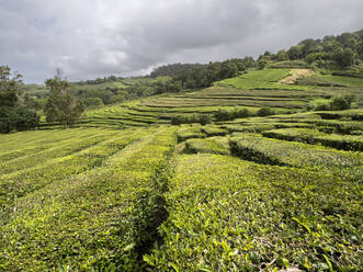 Twisting tea bush lines in the tea plantation of Cha Gorreana, The Azores, Portugal, Atlantic - RHPLF23504