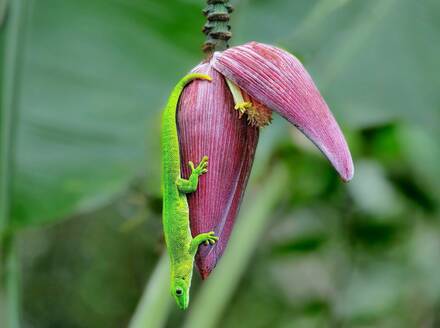 Giant Madagascar Day Gecko (Phelsuma grandis) hanging from a banana tree, Nosy Be, North West Madagascar, Indian Ocean, Africa - RHPLF23519