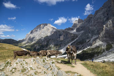 Pale di San Martino, Naturpark Paneveggio, Passo Rolle, Dolomiten, Trentino, Italien, Europa - RHPLF23615