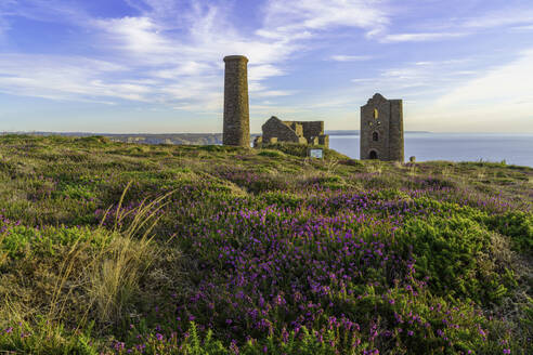 Heather und Wheal Coates, UNESCO-Welterbe, Cornwall, England, Vereinigtes Königreich, Europa - RHPLF23639