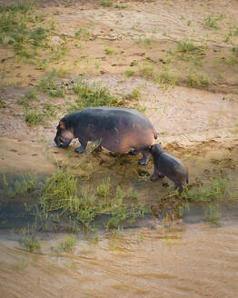 Luftaufnahme von Flusspferden im Balule Nature Reserve, Maruleng NU, Limpopo, Südafrika. - AAEF17171