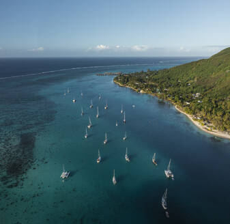 Luftaufnahme von Segelbooten in der Opunohu-Bucht, Moorea, Französisch-Polynesien. - AAEF17185