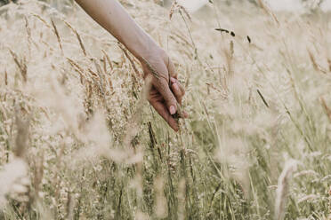 Hand of woman holding wheat crop in field - MJRF00900