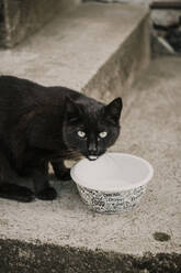 Schwarze Katze trinkt Milch aus einer Schüssel - MJRF00903