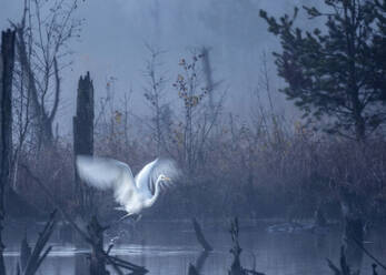 Germany, Baden-Wurttemberg, Lone great egret (Ardea alba) in Schwenninger Moos bog at foggy dawn - BSTF00223