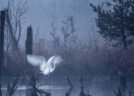 Deutschland, Baden-Württemberg, Einsamer Silberreiher (Ardea alba) im Schwenninger Moos bei nebliger Dämmerung - BSTF00223