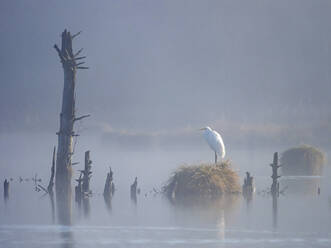 Deutschland, Baden-Württemberg, Einsamer Silberreiher (Ardea alba) im Schwenninger Moos bei nebliger Dämmerung - BSTF00224