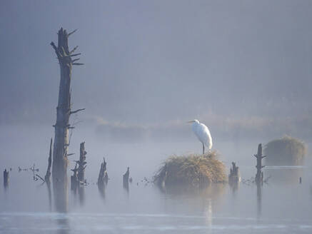 Germany, Baden-Wurttemberg, Lone great egret (Ardea alba) in Schwenninger Moos bog at foggy dawn - BSTF00224