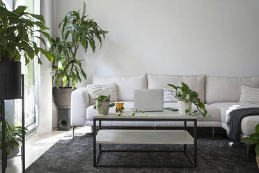 Modern living room with furniture and potted plants - SVKF01090