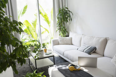Moderne Pflanzen und Möbel für das Wohnzimmer - SVKF01101