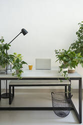 Desk with laptop and plants at home - SVKF01130