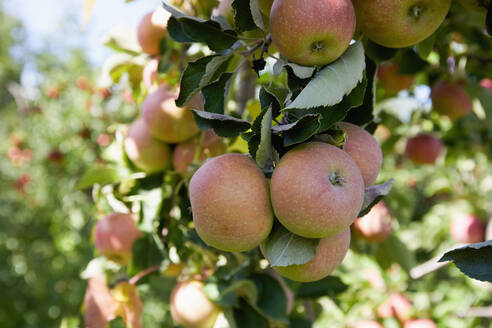 Reife Äpfel auf einem Ast im Obstgarten - TETF01922