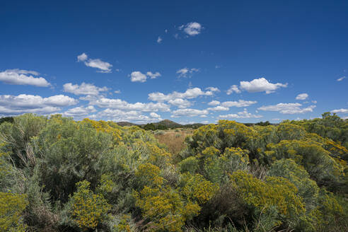 USA, New Mexico, Santa Fe, Chamisa flowers in desert on sunny day - TETF01936
