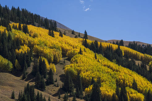 USA, Colorado, Leadville, Tal der Geister, Herbstlandschaft mit gelbem Wald - TETF01938