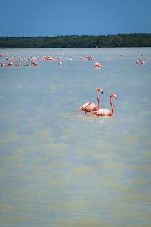 Mexiko, Celestun, Rosa Flamingos waten im Wasser in der Reserva de la Biosfera Ria Celestun - TETF01981