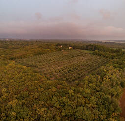 Aerial view of olive grove field in southern Istria in Croatia at sunset. - AAEF17213