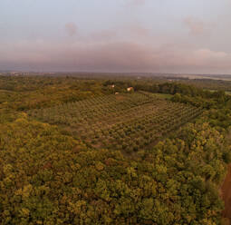 Luftaufnahme eines Olivenhainfeldes im südlichen Istrien in Kroatien bei Sonnenuntergang. - AAEF17213