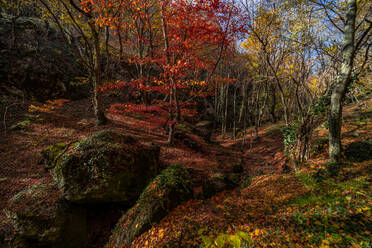 Herbstliche Landschaft der Birtvisi-Schlucht, eines der berühmtesten georgischen Naturdenkmäler - ADSF42765