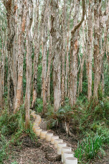 Pfad aus Fässern inmitten hoher Papierrindenbäume an einem Sommertag in einem Waldgebiet in Agnes Water, Queensland, Australien - ADSF42829