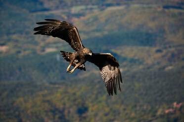 Raubender Steinadler, der mit ausgebreiteten Flügeln über ein majestätisches Gebirgstal in der Nähe der Wolken in den Pyrenäen fliegt - ADSF42832