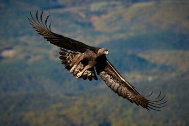 Predatory golden eagle flying over majestic mountainous valley near clouds with spread wings in Pyrenees - ADSF42833