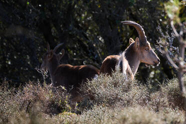 Wild goat standing on rocky slope with green moss in mountains in summer day - ADSF42834