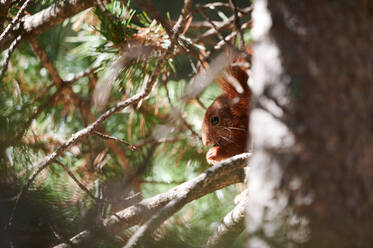 Eichhörnchen mit braunem Fell sitzt auf einem Baumstamm im Garten bei Tageslicht - ADSF42835