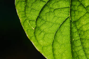 Closeup green leaf of fresh natural plant - ADSF42836