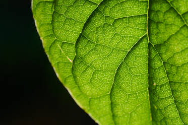 Closeup grünes Blatt der frischen natürlichen Pflanze - ADSF42836