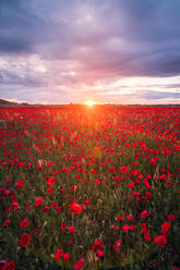 From above picturesque landscape of red blooming poppy flowers growing on meadow near hills under cloudy blue sky - ADSF42859