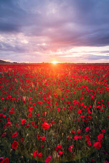 Von oben malerische Landschaft von rot blühenden Mohnblumen wachsen auf Wiese in der Nähe von Hügeln unter bewölktem blauen Himmel - ADSF42859