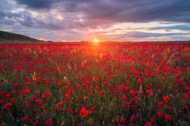 From above picturesque landscape of red blooming poppy flowers growing on meadow near hills under cloudy blue sky - ADSF42860