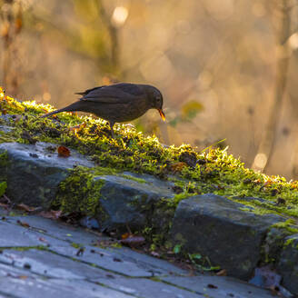 Common blackbird (Turdus merula) standing on moss-covered stones - MHF00703