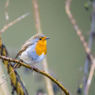 Portrait of European robin (Erithacus rubecula) perching on branch - MHF00704