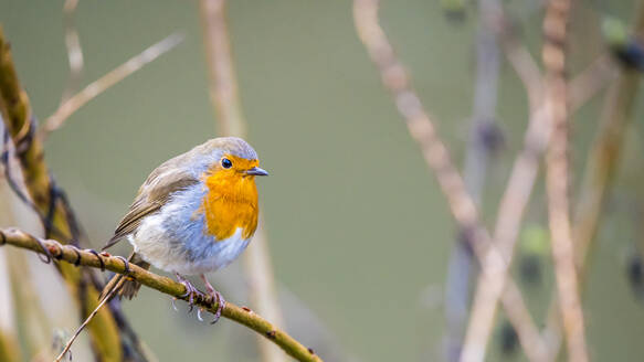 Porträt eines Rotkehlchens (Erithacus rubecula), das auf einem Ast sitzt - MHF00705