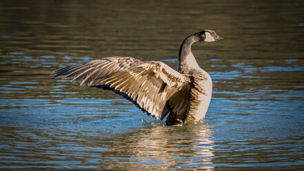 Kanadagans (Branta canadensis) schwimmt im See - MHF00707